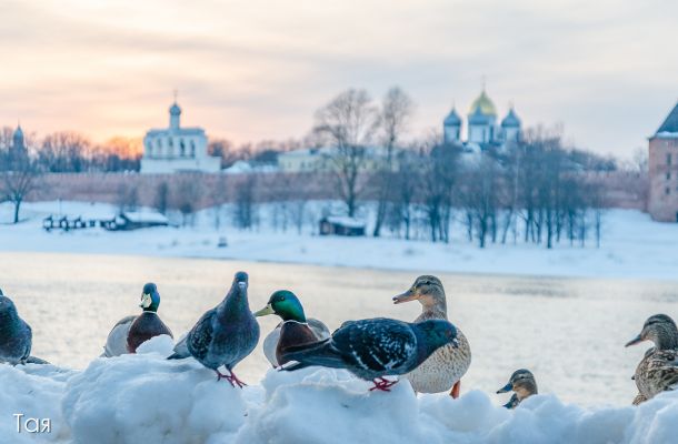 Великий Новгород на Новый Год
